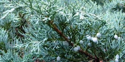 Juniperus virginica hetz